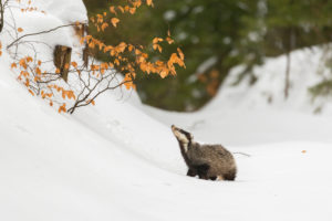 One young European badger walking through a ravine in deep snow. One young European badger walking through a ravine in deep snow.
